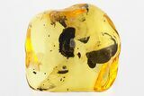 Detailed Fossil Spider, Mite, and Pyrite in Baltic Amber #335729-1